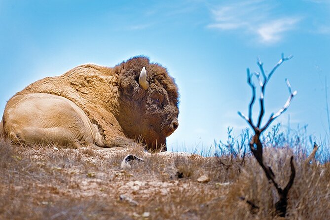 2 hour Inside Adventure Tour on Catalina Island - The safari vehicle and what “bumpy” really means