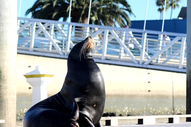 2-Hour Kayak or Paddleboard with Sea Lions in Marina del Rey - How the Guide Changes Everything (When You Get the Right One)