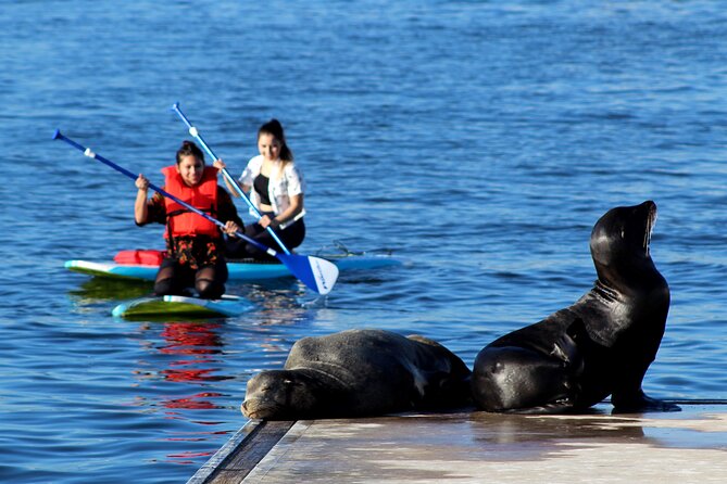 2-Hour Kayak or Paddleboard with Sea Lions in Marina del Rey - Practical Tips Before You Go