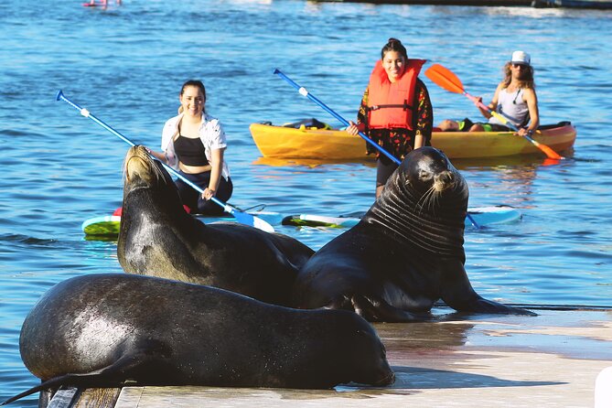 2-Hour Kayak or Paddleboard with Sea Lions in Marina del Rey - Starting at Mother’s Beach, Where It All Clicks