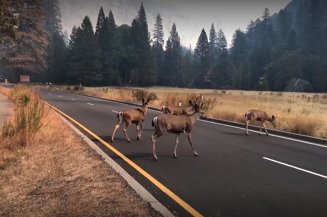 3-Day Tour: San Francisco, Yosemite National Park and LA - Comfort and group size: why the ride quality shows up later