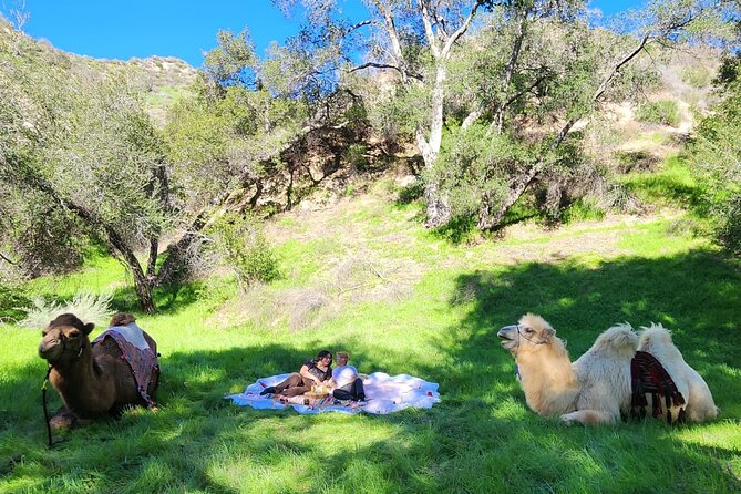 3 Hour Camel Trek into the Forest and Ranch in California - Key highlights to know before you go