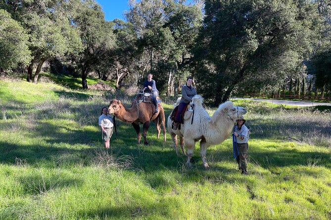 3 Hour Camel Trek into the Forest and Ranch in California - Price and value: $875 per group for up to two, and what you are really paying for