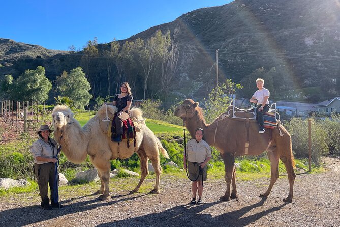3 Hour Camel Trek into the Forest and Ranch in California - The ranch hour with 200+ animals: meeting every kind of creature up close