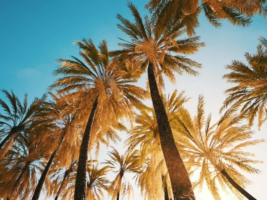 Anaheim: Hollywood Grand Tour with Hotel Pickup - Who should book this Hollywood Grand Tour?