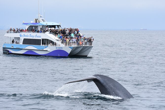 Guided Whale Watching Tour from Long Beach - Key things I’d zero in on