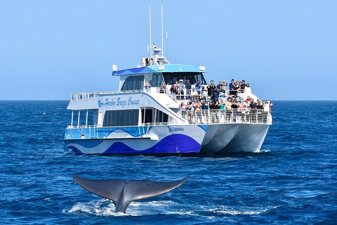 Guided Whale Watching Tour from Long Beach - Queen Mary out, whales and dolphins in, and what the captain is doing