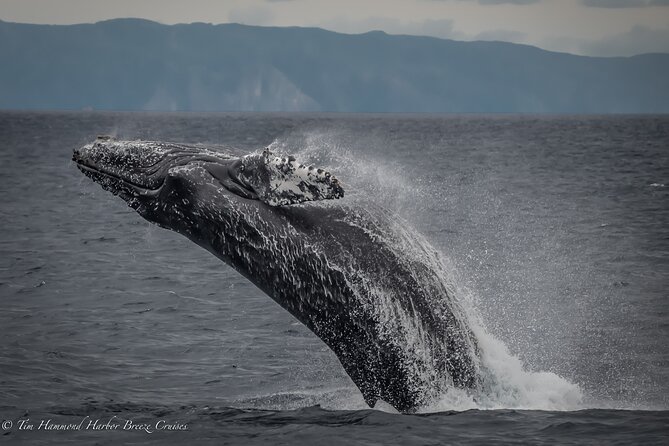 Guided Whale Watching Tour from Long Beach - Aquarium stop and animal encounters, what it adds to your whale day