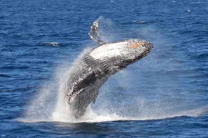 Guided Whale Watching Tour from Long Beach - Inside comfort, restrooms, and the low-emission approach