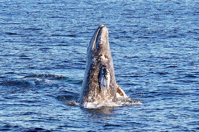 Guided Whale Watching Tour from Long Beach - Price and value: what you get for $35
