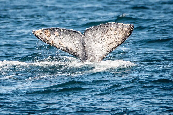 Guided Whale Watching Tour from Long Beach - The on-board naturalist experience, and why narration matters