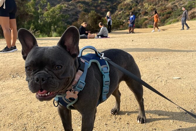 Hollywood Sign 2.5-Hour Tour with Comedians and Their Dogs - Pace, Group Size, and the One Real Risk to Watch