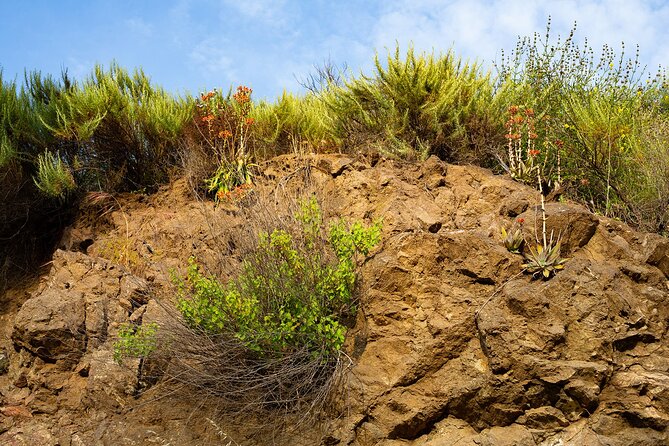 Holy Biodiversity, Batman! A Naturalist's "Batcaves" Tour - Stop 2: The Walk Up Through Griffith Park Flora and Ecology