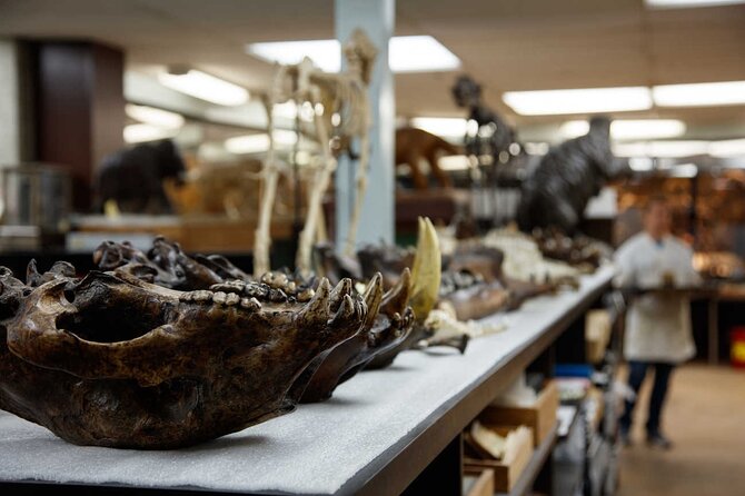 La Brea Tar Pits and Museum Admission Ticket with Excavator Tour - Fossil Lab and the Clear-Glass Paleontology Room: Science You Can See