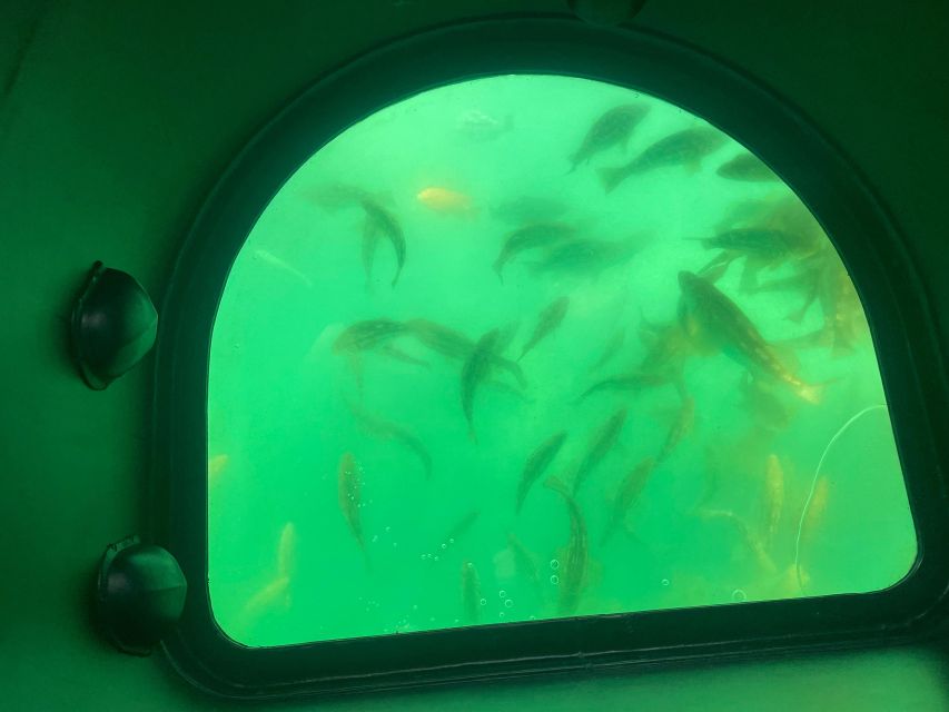 Long Beach: Glass Bottom Boat Harbor Ecotour - Marine Life Sightings: Fish, Seals, and the Likely Stuff
