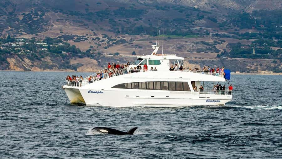 Long Beach: Whale and Dolphin Watching Cruise - Key highlights to look forward to