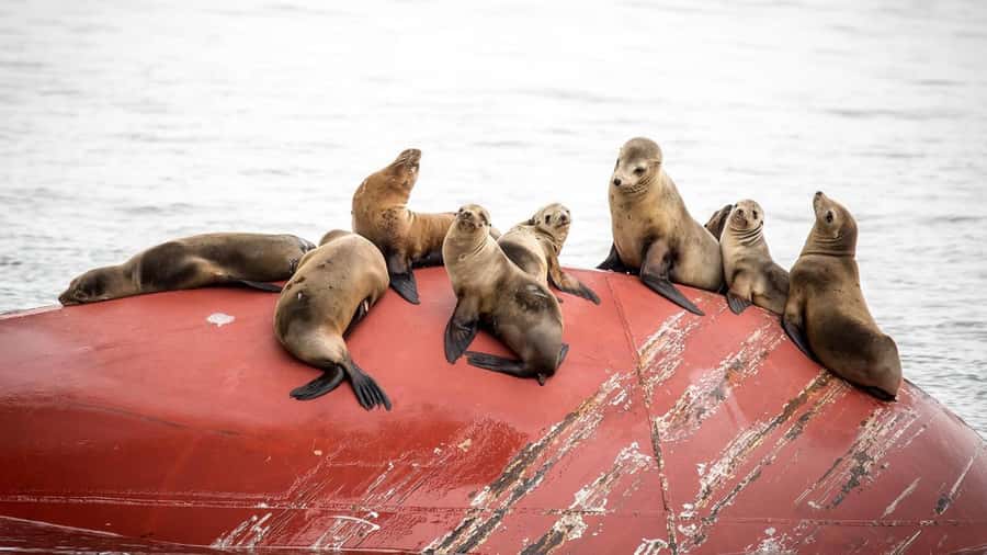 Long Beach: Whale and Dolphin Watching Cruise - Why a quiet catamaran matters for whale watching