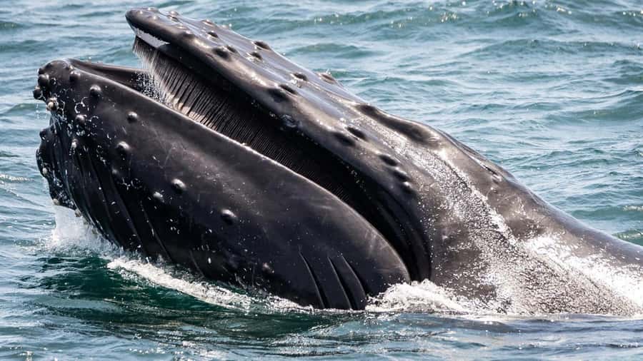 Long Beach: Whale and Dolphin Watching Cruise - Passing the RMS Queen Mary: photos and context