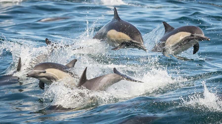 Long Beach: Whale and Dolphin Watching Cruise - Cold wind, warm plans: what to wear and where to sit