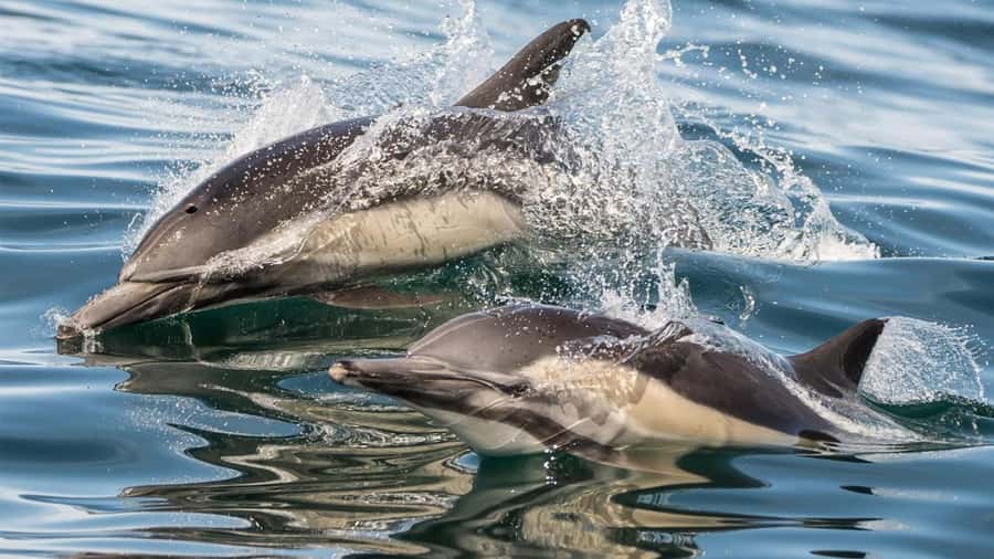 Long Beach: Whale and Dolphin Watching Cruise - Price and value: is about $45 per person a good deal?