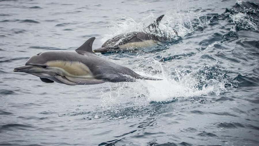 Long Beach: Whale and Dolphin Watching Cruise - Where you board, and how the cruise runs in real time
