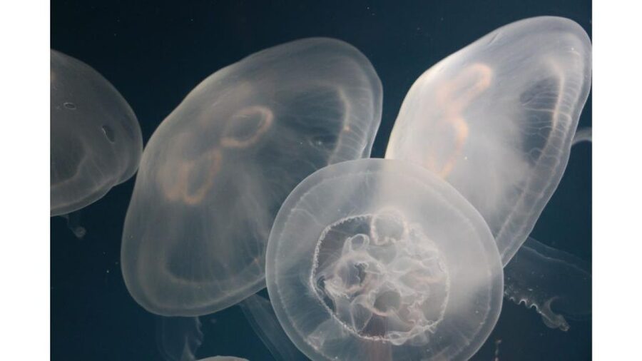 Los Angeles: Heal The Bay Aquarium in Santa Monica - Interactive exhibits on Pacific ecosystems and biodiversity