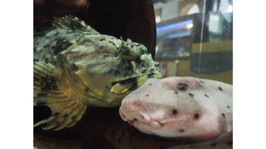 Los Angeles: Heal The Bay Aquarium in Santa Monica - Education programs that turn curiosity into conservation