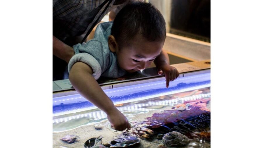 Los Angeles: Heal The Bay Aquarium in Santa Monica - Research, conservation, and advocacy beyond the aquarium