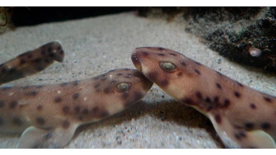 Los Angeles: Heal The Bay Aquarium in Santa Monica - Price and value at about $10 per person