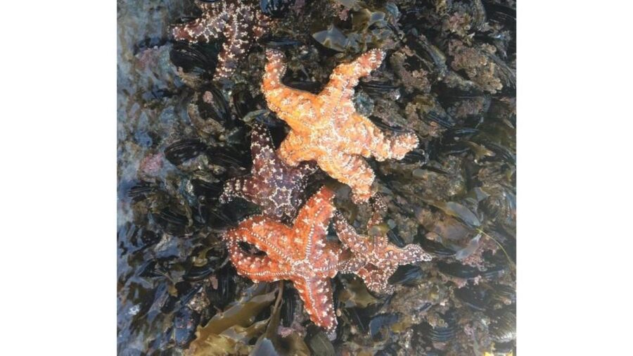 Los Angeles: Heal The Bay Aquarium in Santa Monica - Practical planning: timing, what to bring, and what’s included