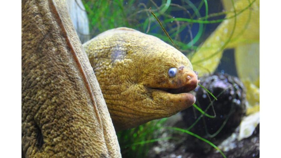 Los Angeles: Heal The Bay Aquarium in Santa Monica - Touch tanks: the moment you feel ocean life