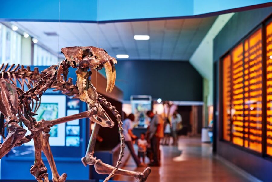 Los Angeles: La Brea Tar Pits Museum Ticket - La Brea Tar Pits: What Makes This Museum So Different