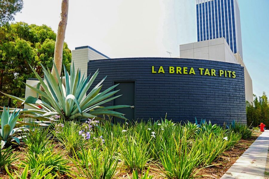 Los Angeles: La Brea Tar Pits Museum Ticket - When to Go in the Day: Timing That Helps You See More