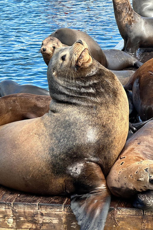 Los Angeles: Redondo Beach Glass Bottom Boat Cruise - Captain Jale, Family-Friendly Timing, and the Small Rules That Help