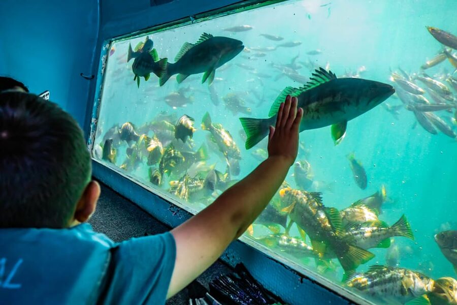 Los Angeles: Redondo Beach Glass Bottom Boat Cruise - Price, Value, and Who This Cruise Best Suits