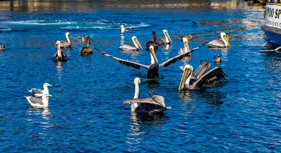 Los Angeles: Redondo Beach Glass Bottom Boat Cruise - Should You Book This Redondo Beach Glass-Bottom Boat Cruise?
