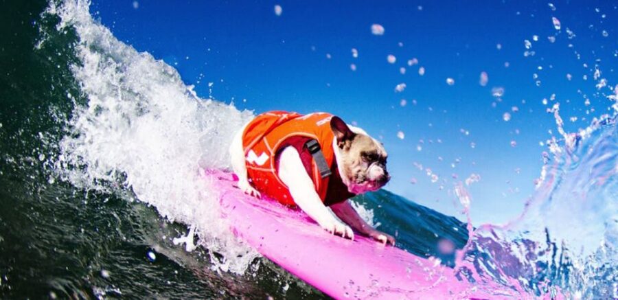 Los Angeles: Surfing Lesson in Venice Beach - Key takeaways before you go