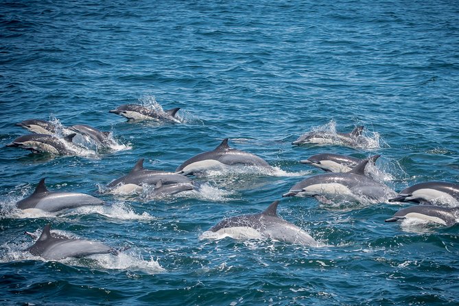 Los Angeles Whale and Dolphin Watching Cruise from West Harbor - Key Highlights Worth Prioritizing