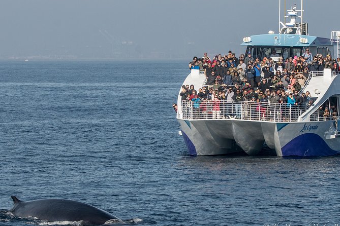 Los Angeles Whale and Dolphin Watching Cruise from West Harbor - Why This San Pedro Whale Cruise Feels Educational, Not Just Sightseeing