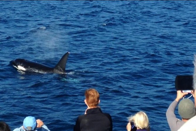 Los Angeles Whale and Dolphin Watching Cruise from West Harbor - Catamaran Comfort: Climate Control, Stable Ride, and Bathroom Wins