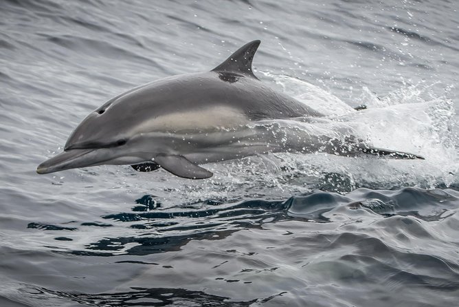 Los Angeles Whale and Dolphin Watching Cruise from West Harbor - Price and Value: Why $45 Can Feel Like a Deal