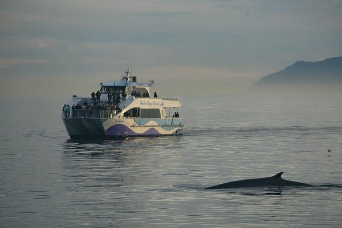 Los Angeles Whale and Dolphin Watching Cruise from West Harbor - Who This Cruise Is Best For, and Who Might Find It Less Ideal