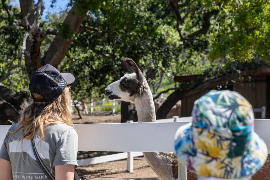 Malibu: Guided Vineyard Hike with Photo Stops and Wine - Guides matter, and you might meet Madi, Maddi, Dylan, Mitch, Stephanie, or Bradford
