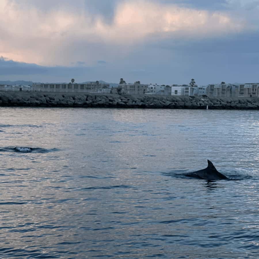 Marina del Rey: 1-Hour Boat Tour - The sea lions moment: the wildlife payoff worth dressing for