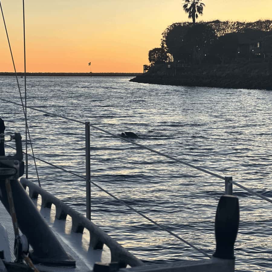 Marina del Rey: 1-Hour Boat Tour - Heading toward the ocean mouth: why this route feels different