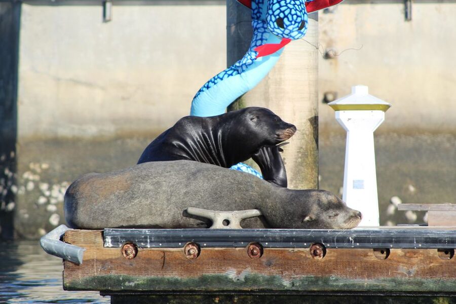 Marina Del Rey: Kayak and Paddleboard Tour with Sea Lions - Key Things To Know Before You Go