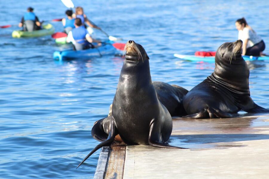 Marina Del Rey: Kayak and Paddleboard Tour with Sea Lions - From the Marina Channel to Boat-Watching Paradise