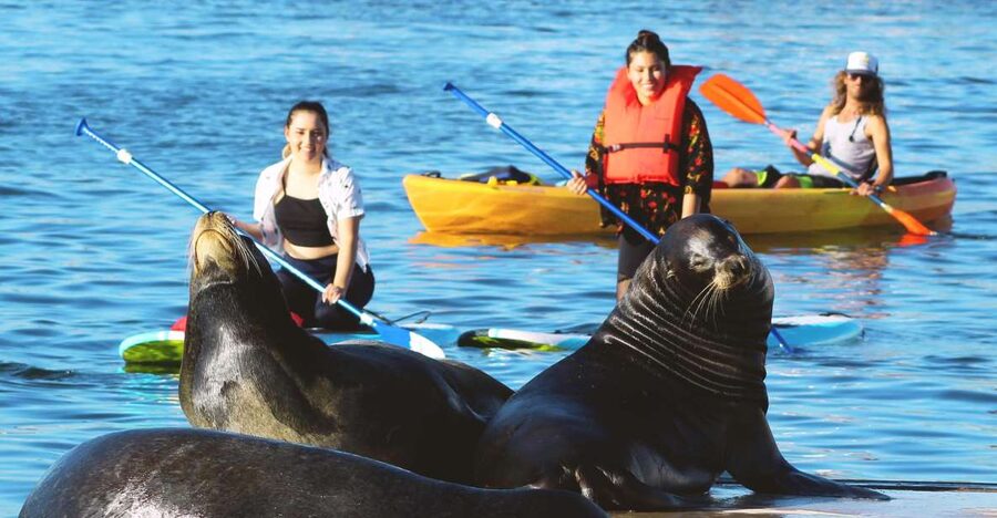 Marina Del Rey: Kayak and Paddleboard Tour with Sea Lions - Searching for Sea Lions (And Other Wildlife) Without Forcing It