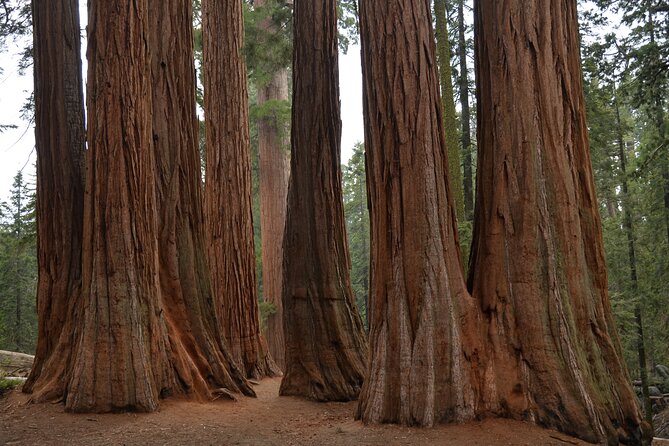 Private Day Tour to Sequoia and Kings Canyon Parks From LA - Quick highlights