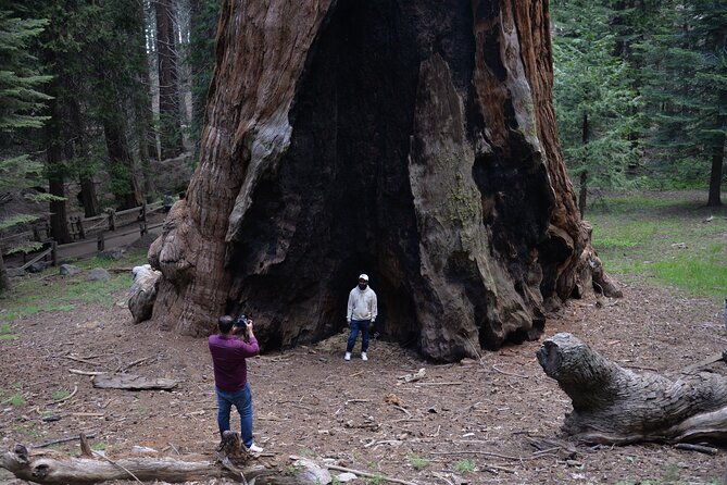 Private Day Tour to Sequoia and Kings Canyon Parks From LA - Driver quality and the comfort reality of private tours